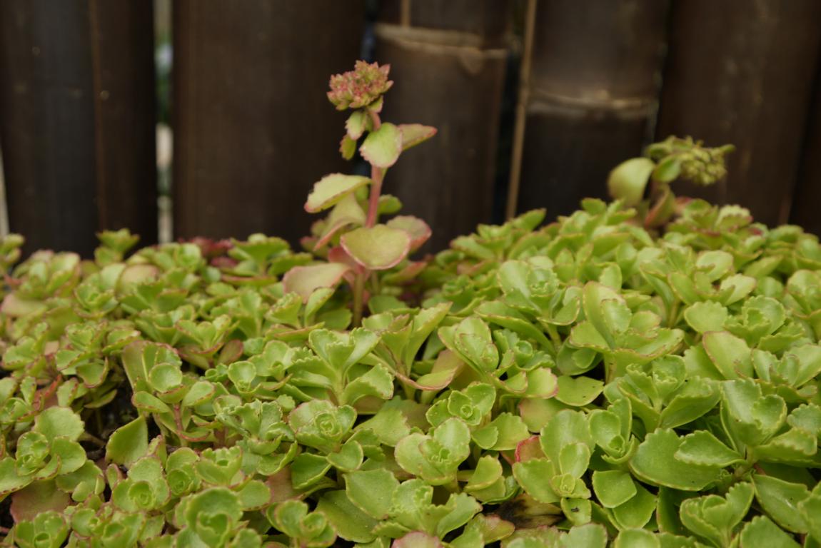 Rosa Teppich-Fettblatt, Sedum spurium roseum