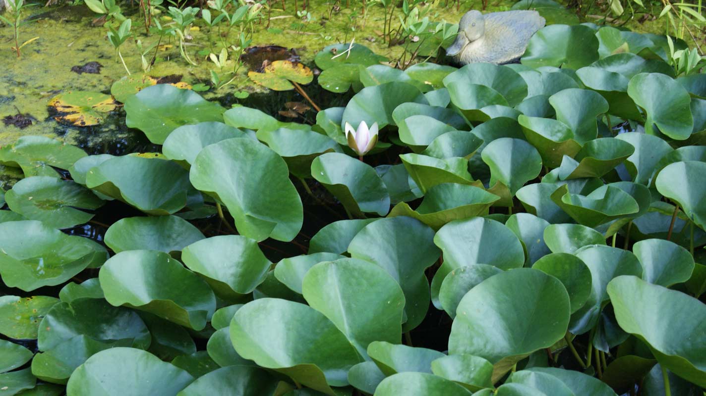 Nymphaea x cult.Marliacea Rosea, rosa Seerose