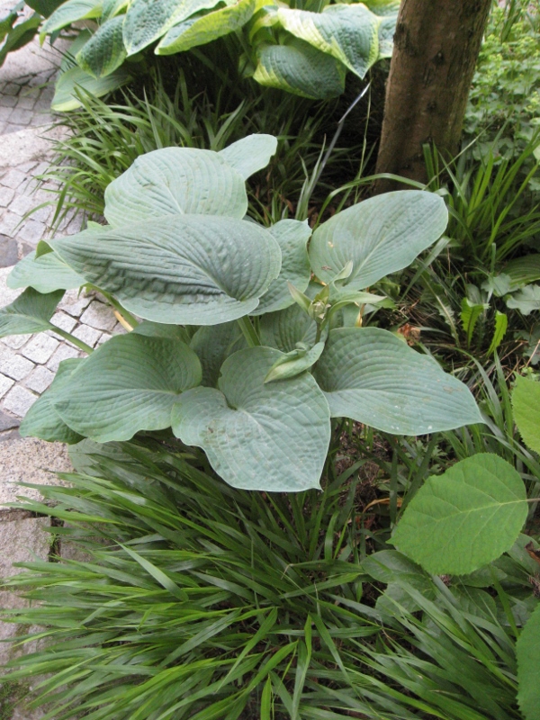 Große Graublatt-Funkie, Hosta nigrescens Krossa Regal