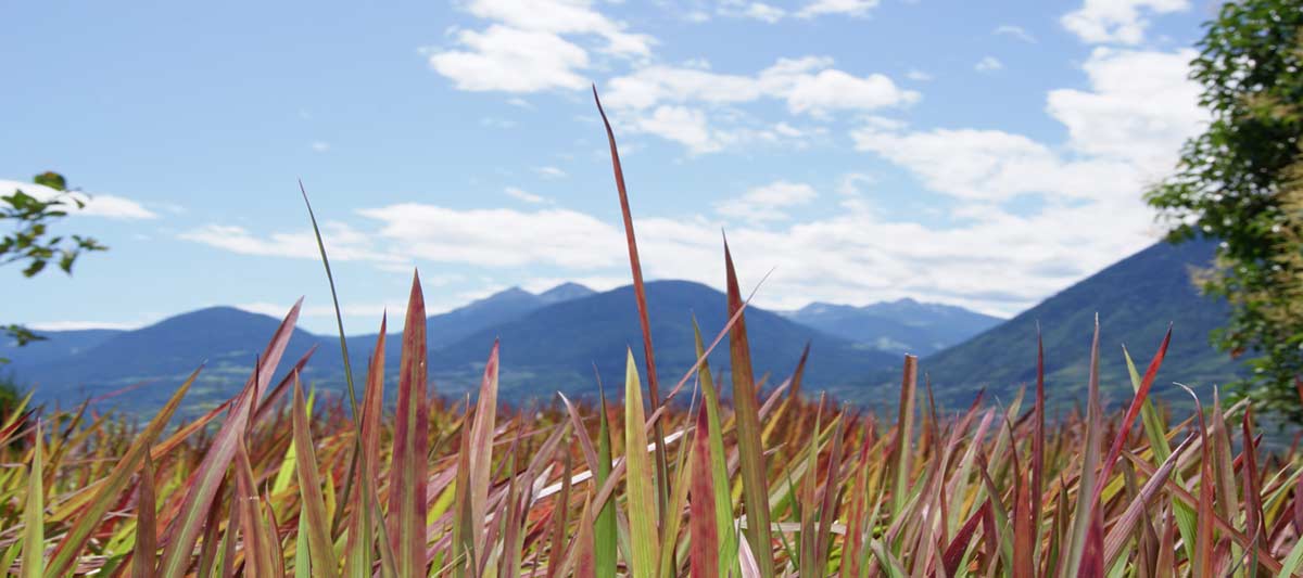 Japanisches Blutgras, Imperata cylindrica Red Baron