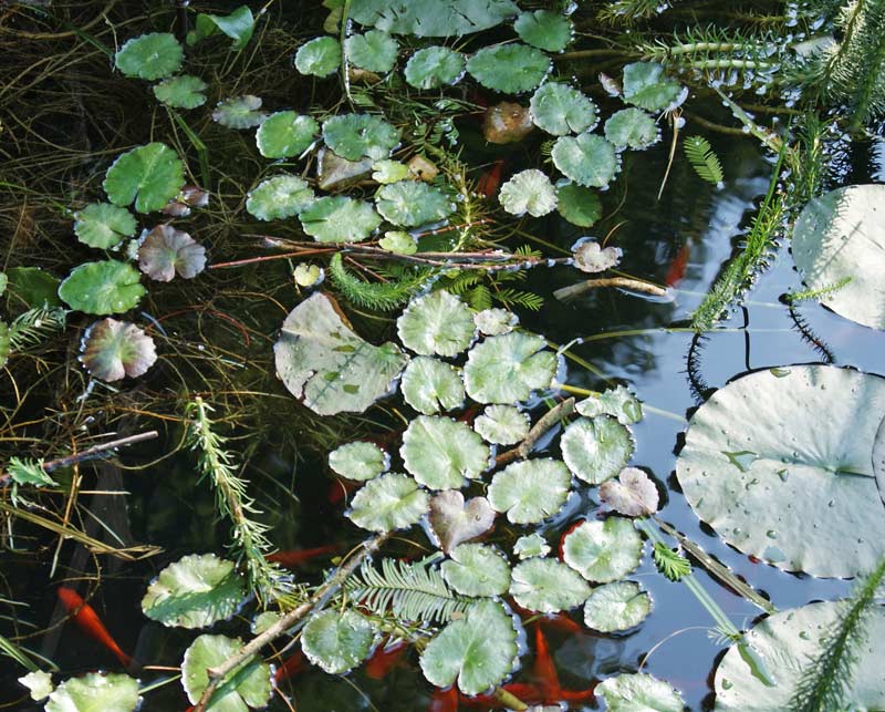 Nymphaea x cult.Walter Pagels