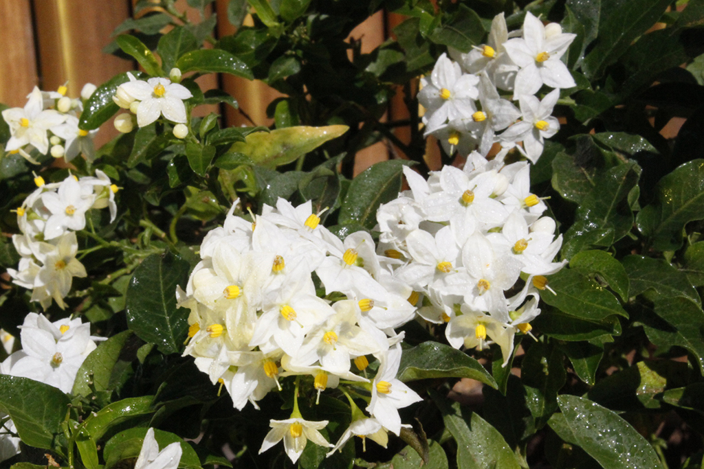 Solanum jasminoides, weißes Solanum