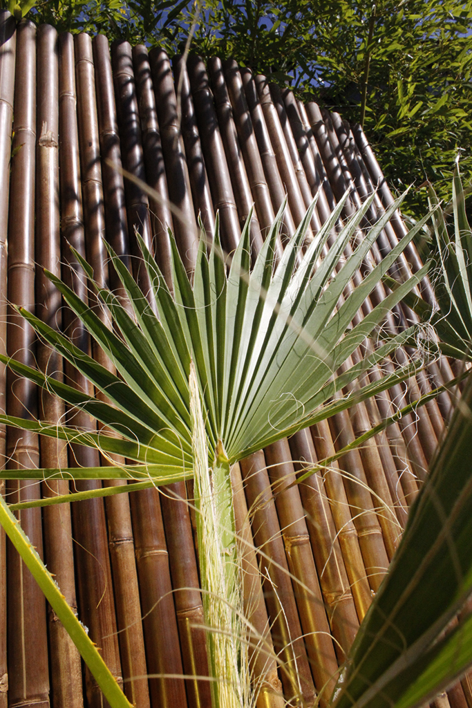 Petticoatpalme - Washingtonia robusta