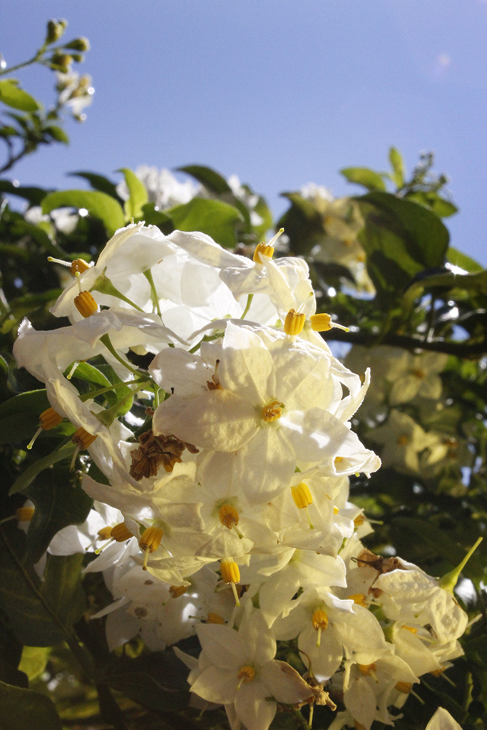 Solanum jasminoides, weißes Solanum