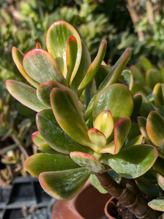 Farbiger Pfennigbaum, Crassula ovata variegata