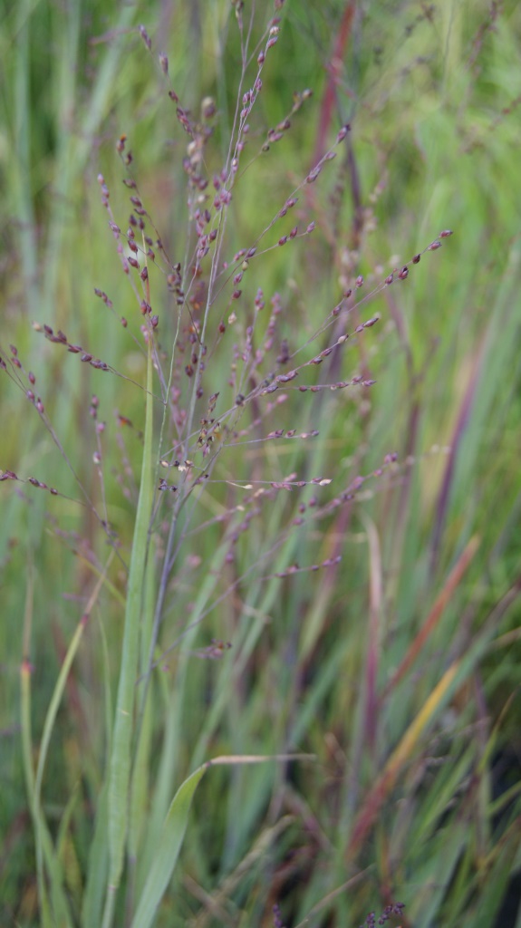 Bläuliche Rutenhirse, Panicum virgatum Heavy Metal