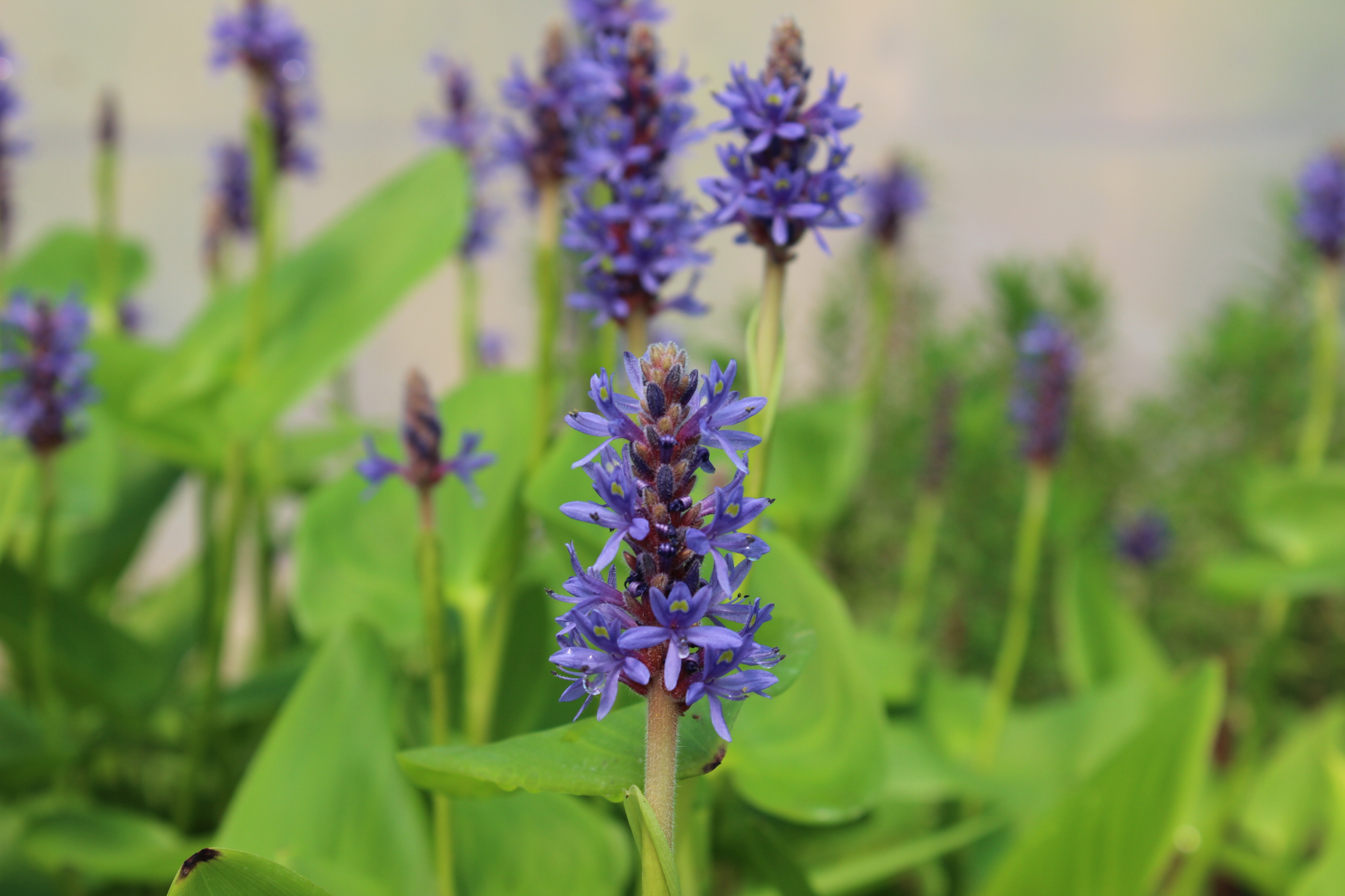 Pontederia cordata, Hechtkraut