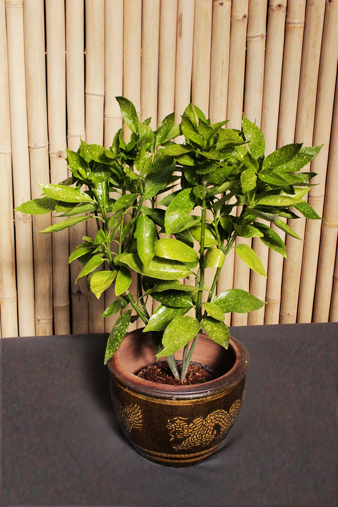 Japanische Aukube - Aucuba japonica