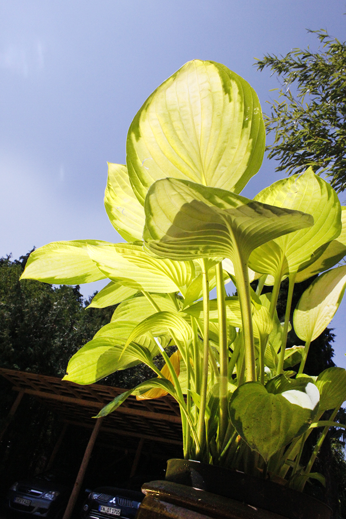 Gelbgrüne Funkie, Hosta x fortunei Gold Standard