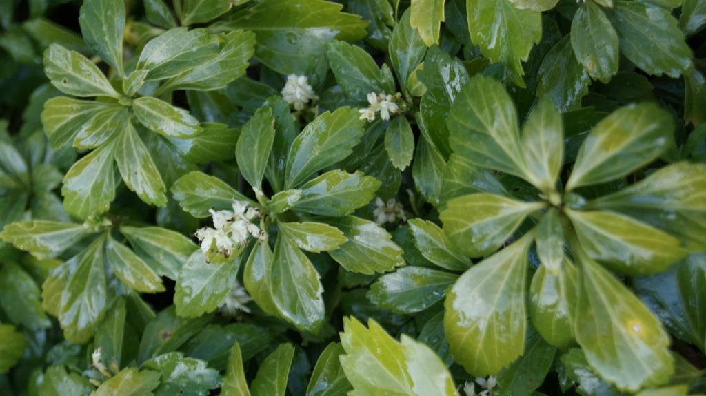 Dickmännchen, Pachysandra terminalis