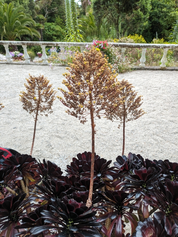 Dunkles Rosettendickblatt, Aeonium Arboreum Veleur