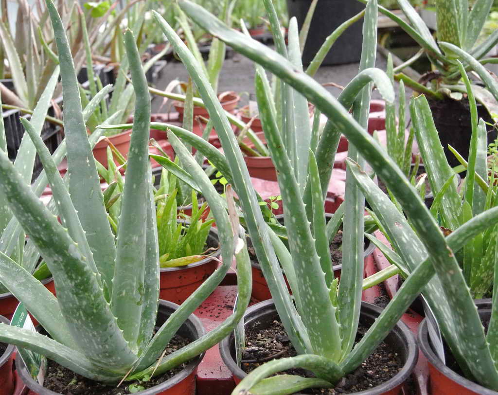 Aloe, Aloe vera