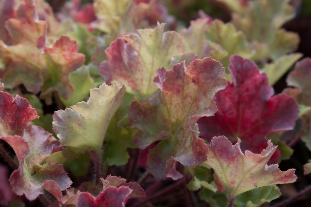 Purpurglöckchen, Heuchera micrantha Lime Marmalade