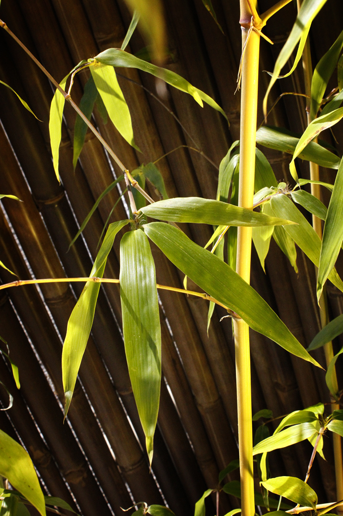 Grüner Furchen Bambus, Phyllostachys vivax Huangwenzhu Inversa