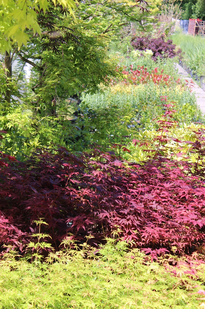 Japanischer Fächerahorn - Acer palmatum