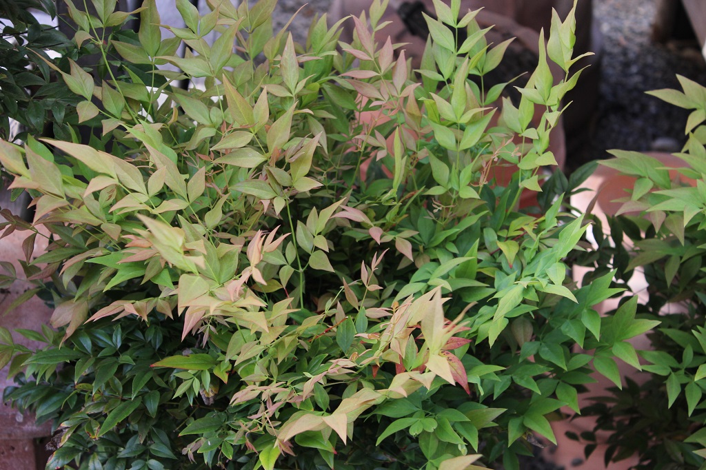 Himmelsbambus, Nandina domestica in Sorten