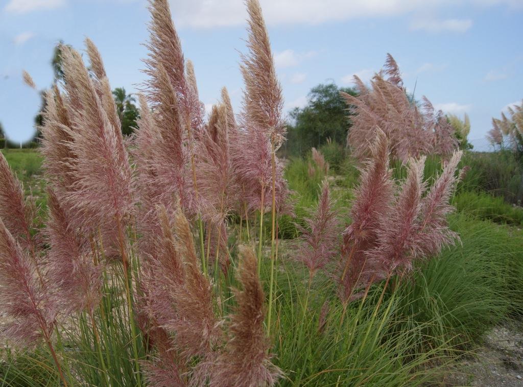 Pampasgras Rosafeder, Cortaderia selloana Rosafeder