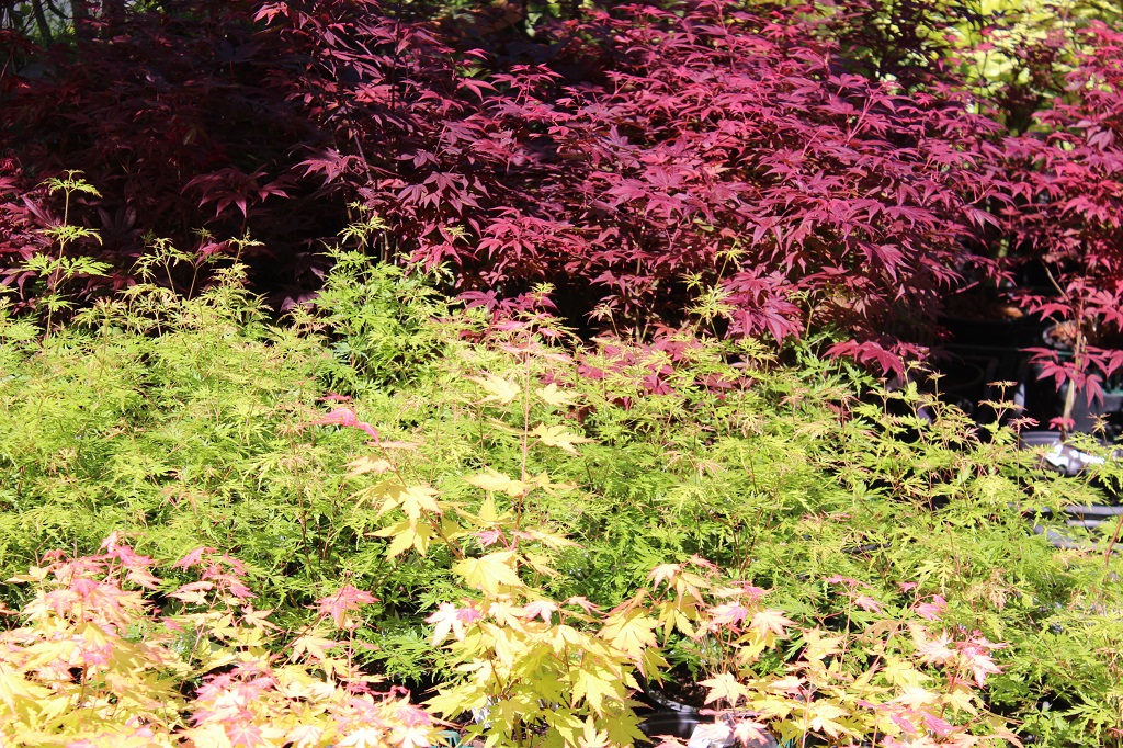 Japanischer Fächerahorn - Acer palmatum