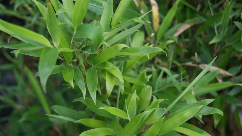 Wasserbambus, Phyllostachys heteroclada ´Solidstem´