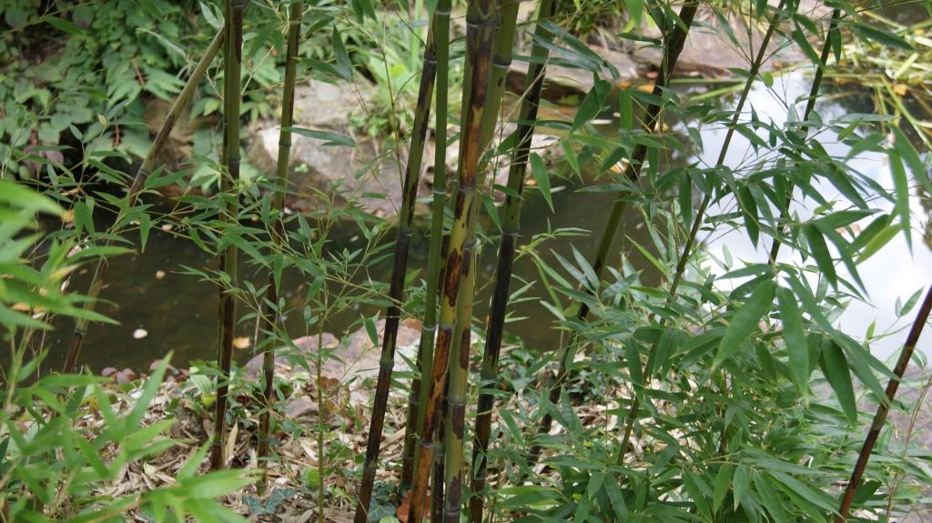 Tigerfleckenbambus, Phyllostachys nigra Boryana