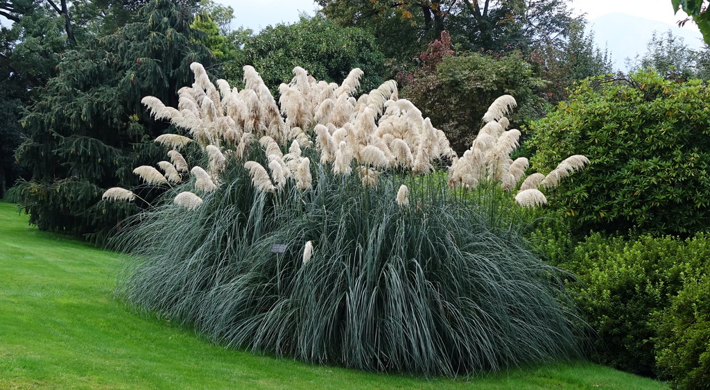 Pampasgras weiß, Cortaderia selloana