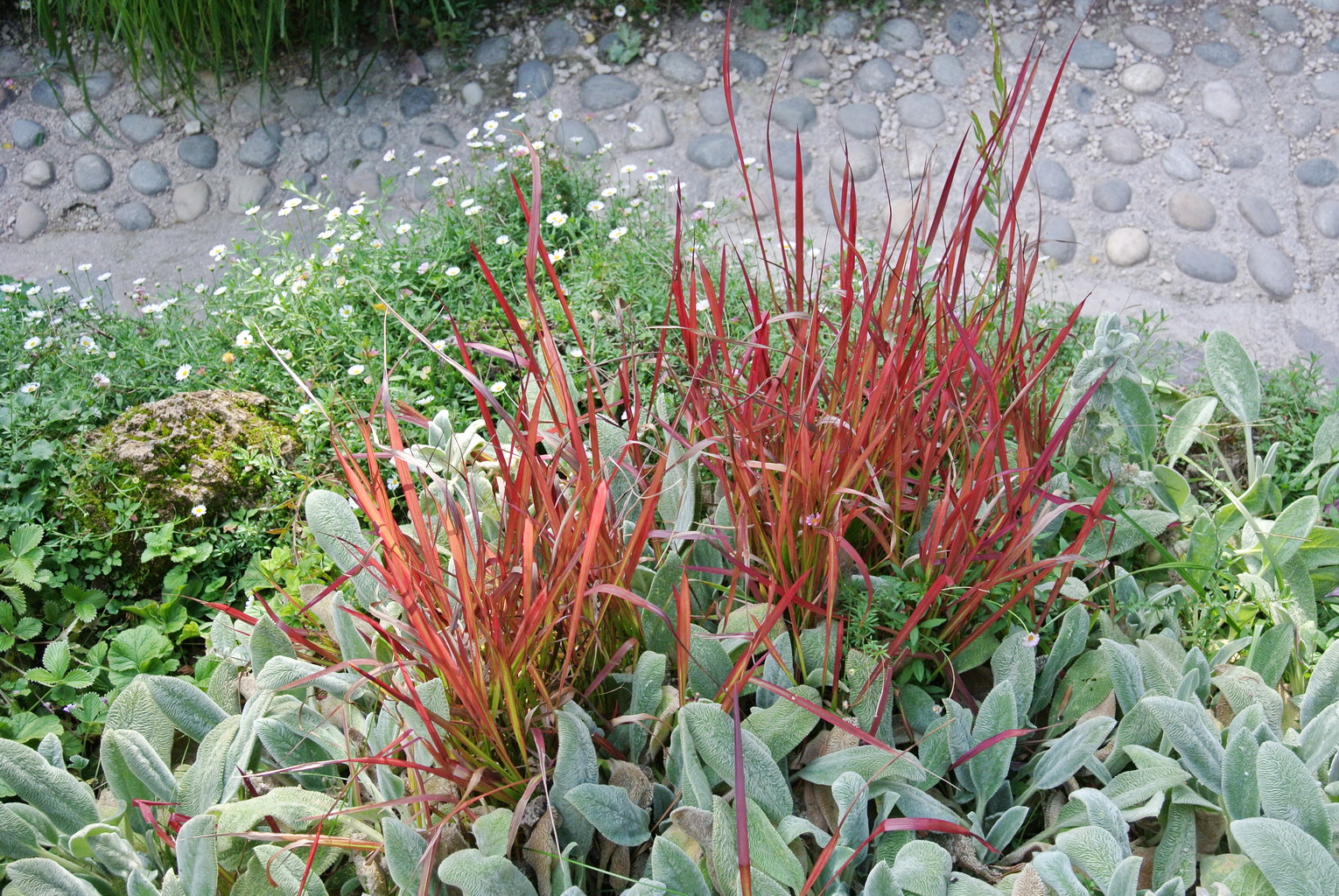 Japanisches Blutgras, Imperata cylindrica Red Baron