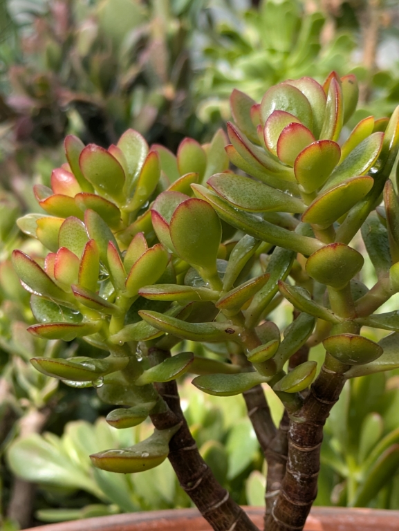 Geldbaum, Crassula ovata