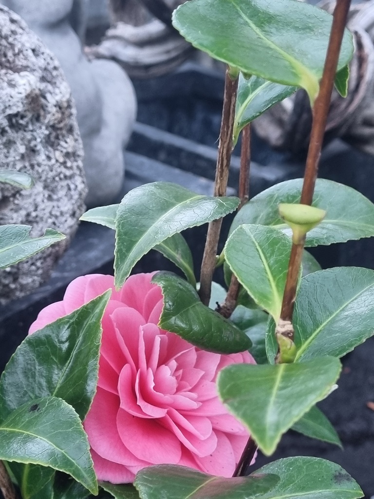 Camellia japonica rosa, Kamelien mit rosa Blüten