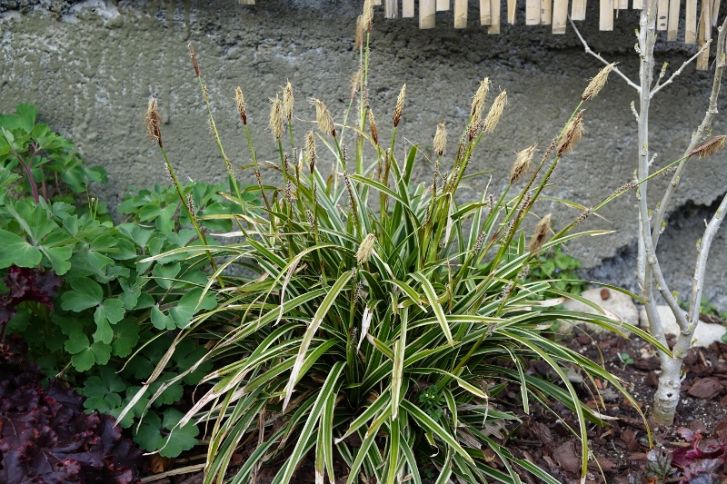 Weißbunte Japan Segge Variegata, Carex morrowii Variegata