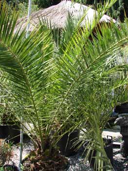 Phoenix canariensis, Dattelpalme