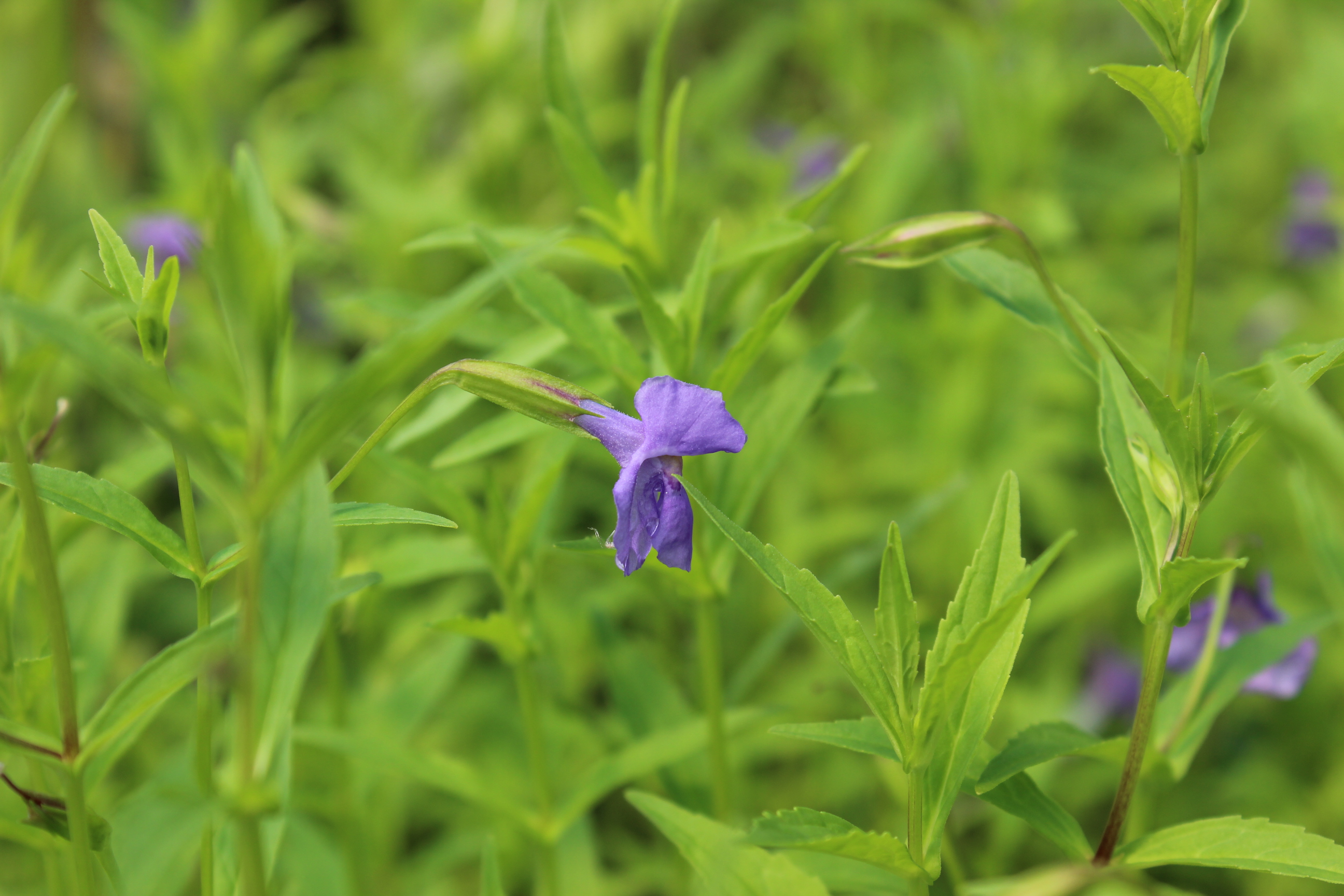 Mimulus ringens, Gauklerblume