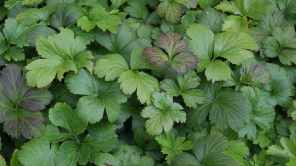 Golderdbeere, Waldsteinia ternata