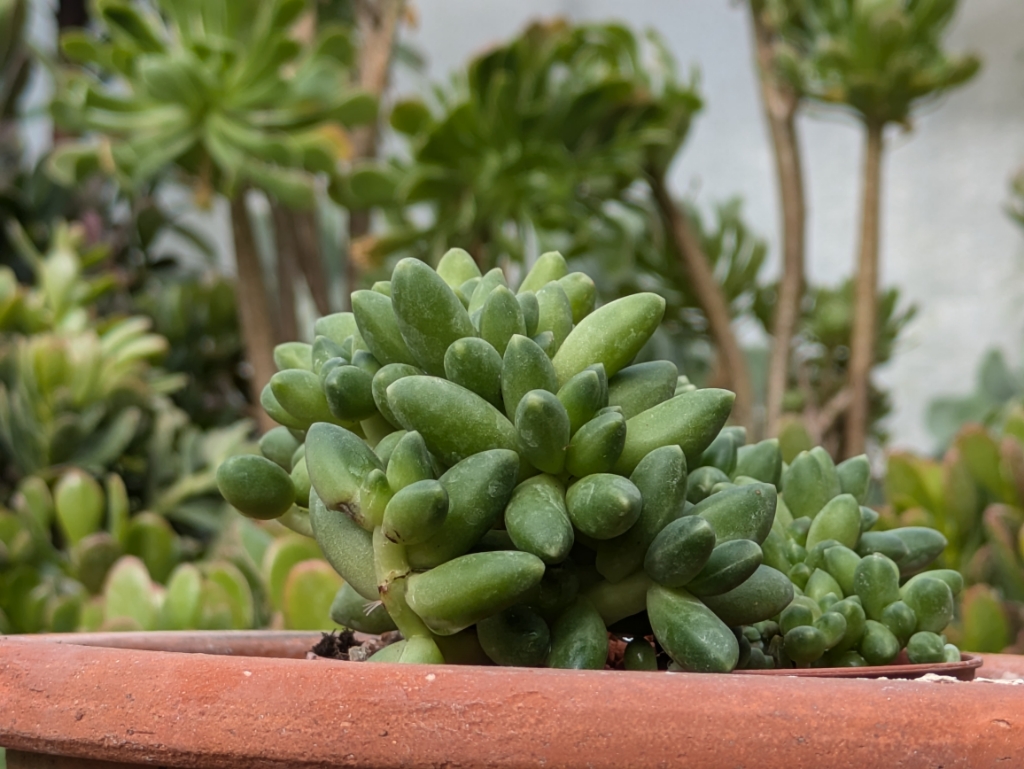 Mondstein, Pachyphytum compactum