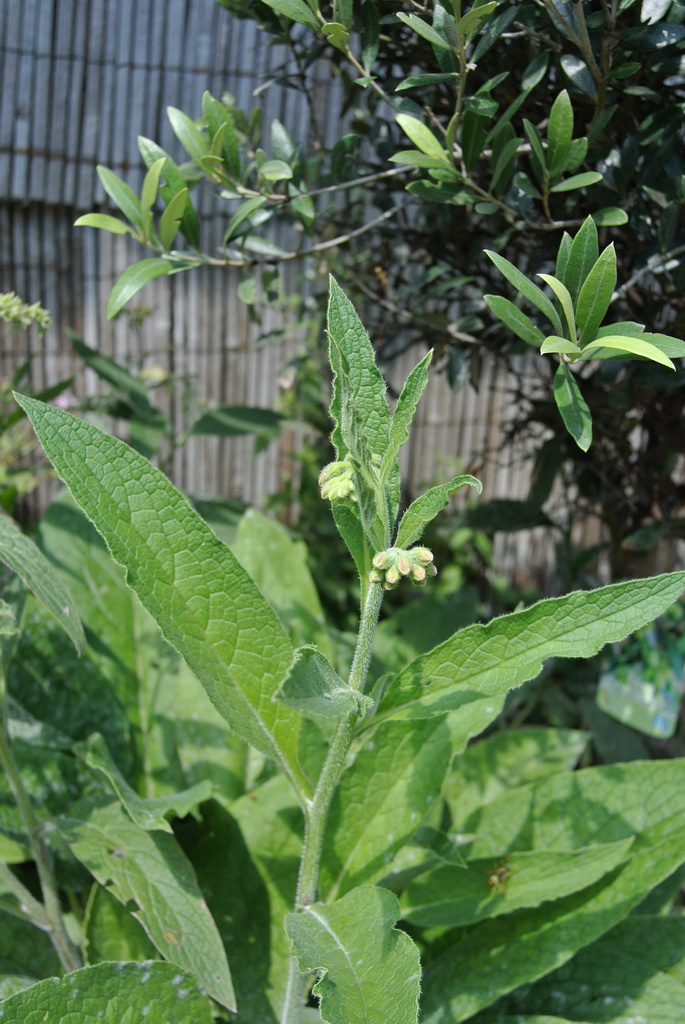 Beinwell, Symphytum officinale