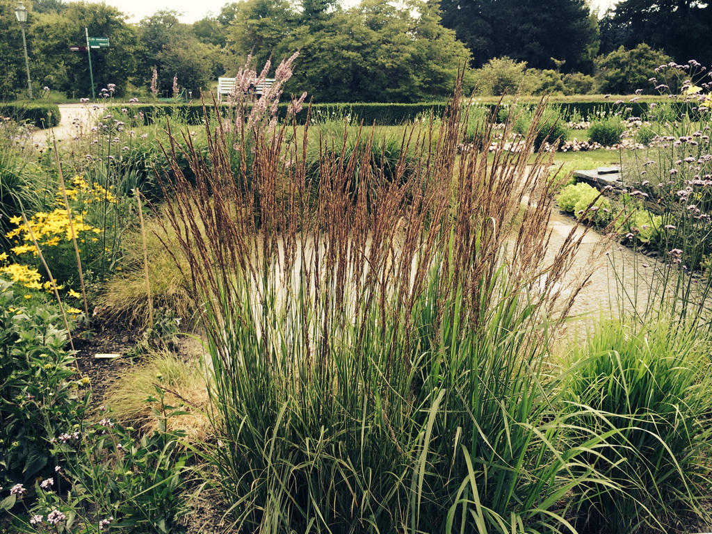 Reitgras, Calamagrostis x acutiflora Karl Förster