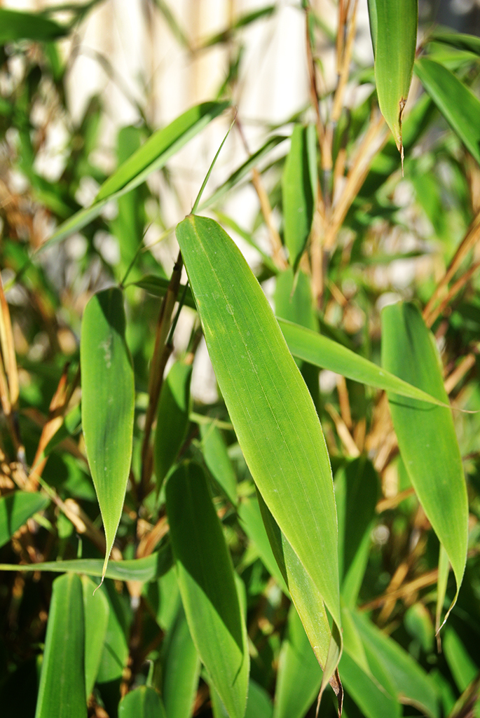 Ausläuferfreier Zwergbambus, Fargesia murielae Elias