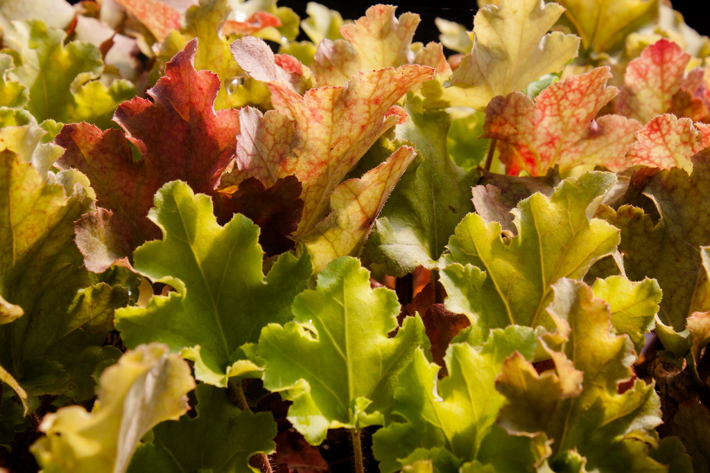 Purpurglöckchen, Heuchera micrantha Lime Marmalade