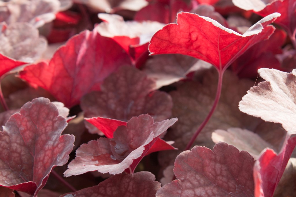 Purpurglöckchen, Heuchera micrantha Amber Lady