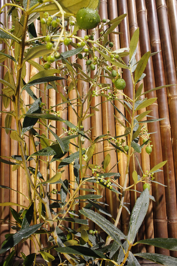 Olivenbaum Strauch, Olea europea