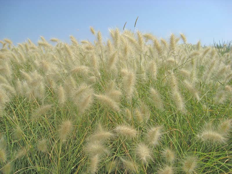 Zwerg-Lampenputzergras, Pennisetum alopecuroides Little Bunny