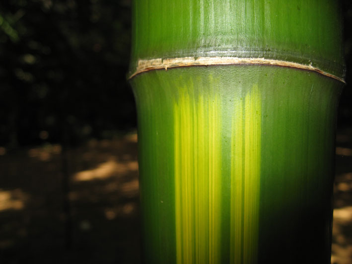 Gelber Furchen Bambus, Phyllostachys vivax Huangwenzhu