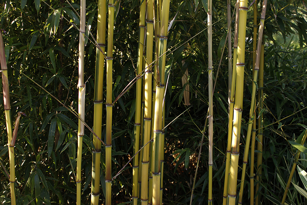 Zauber Bambus, Phyllostachys vivax Aureocaulis