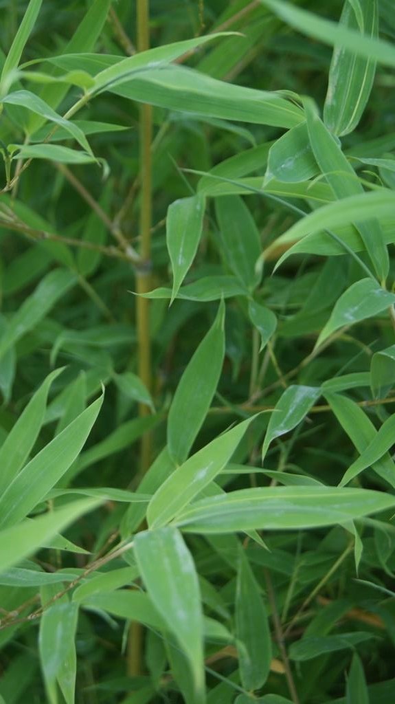 Koi Goldrohr Bambus , Phyllostachys aurea Koi