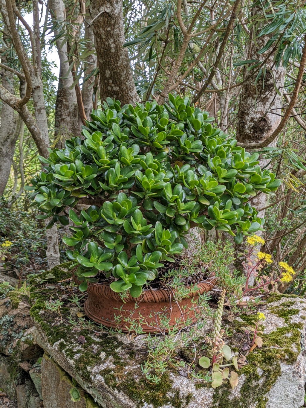 Geldbaum, Crassula ovata