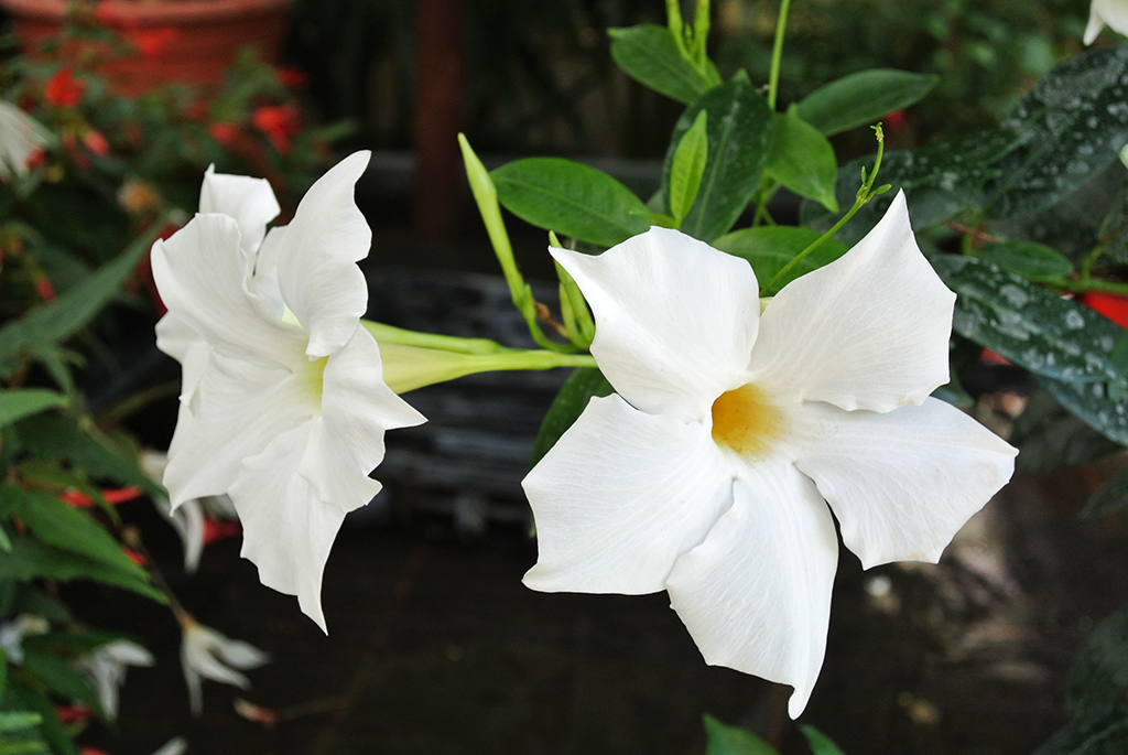 Dipladenia - Mandevilla