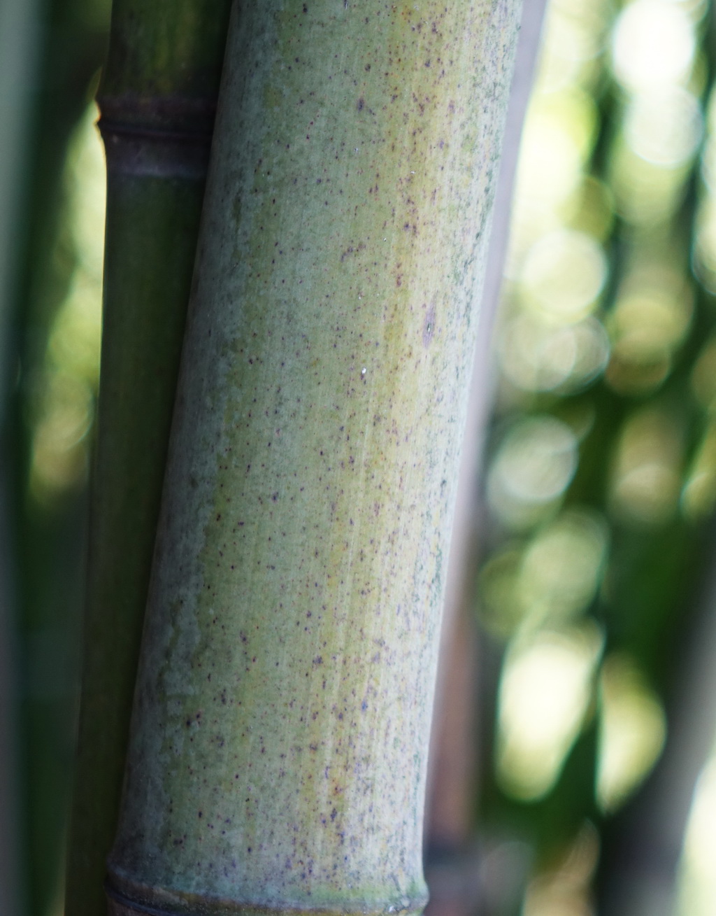 Steinbambus, Phyllostachys nuda