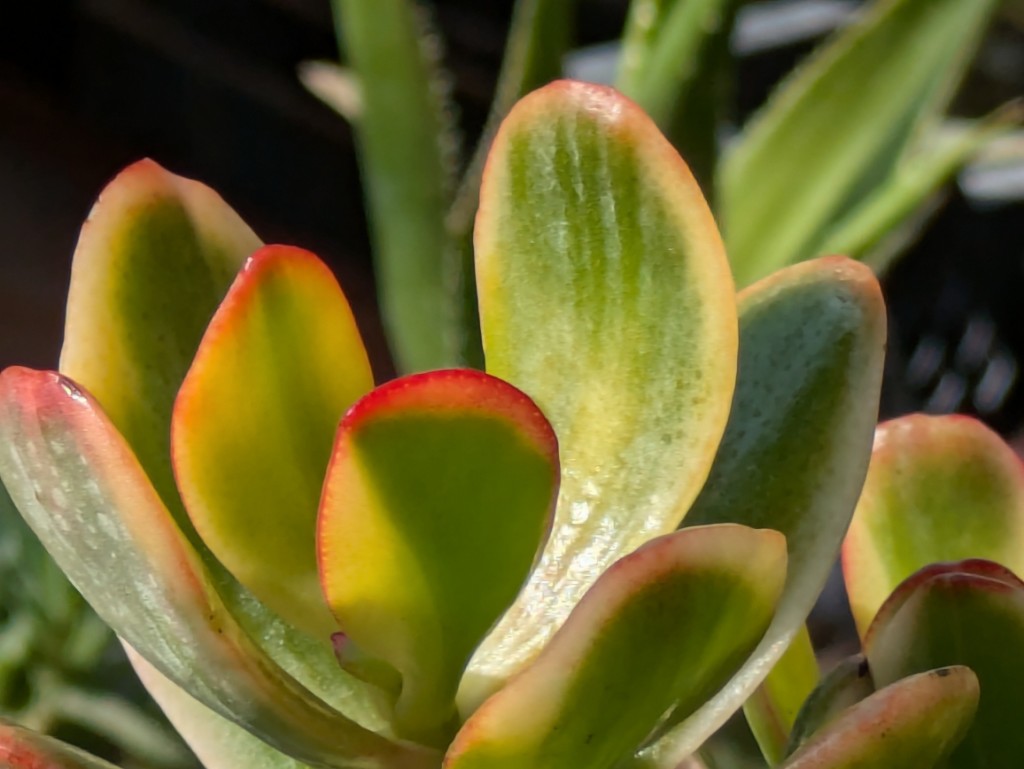 Farbiger Pfennigbaum, Crassula ovata variegata