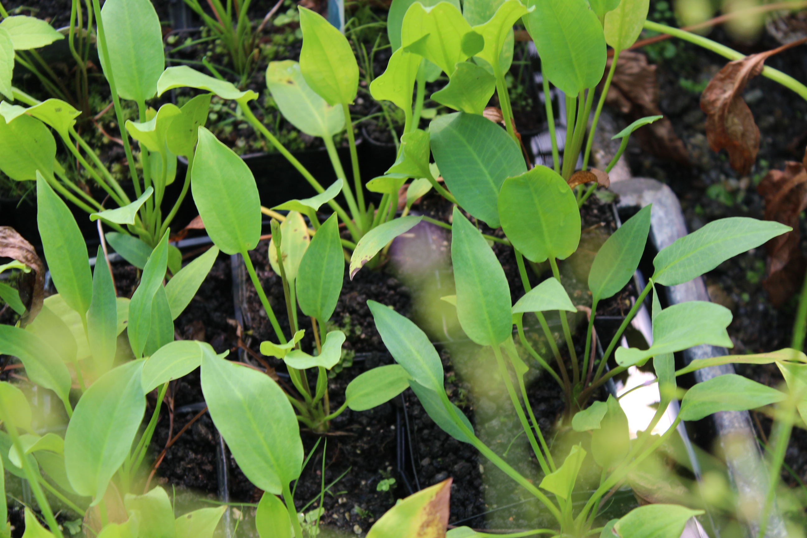 Alisma plantago-aquatica, Froschlöffel