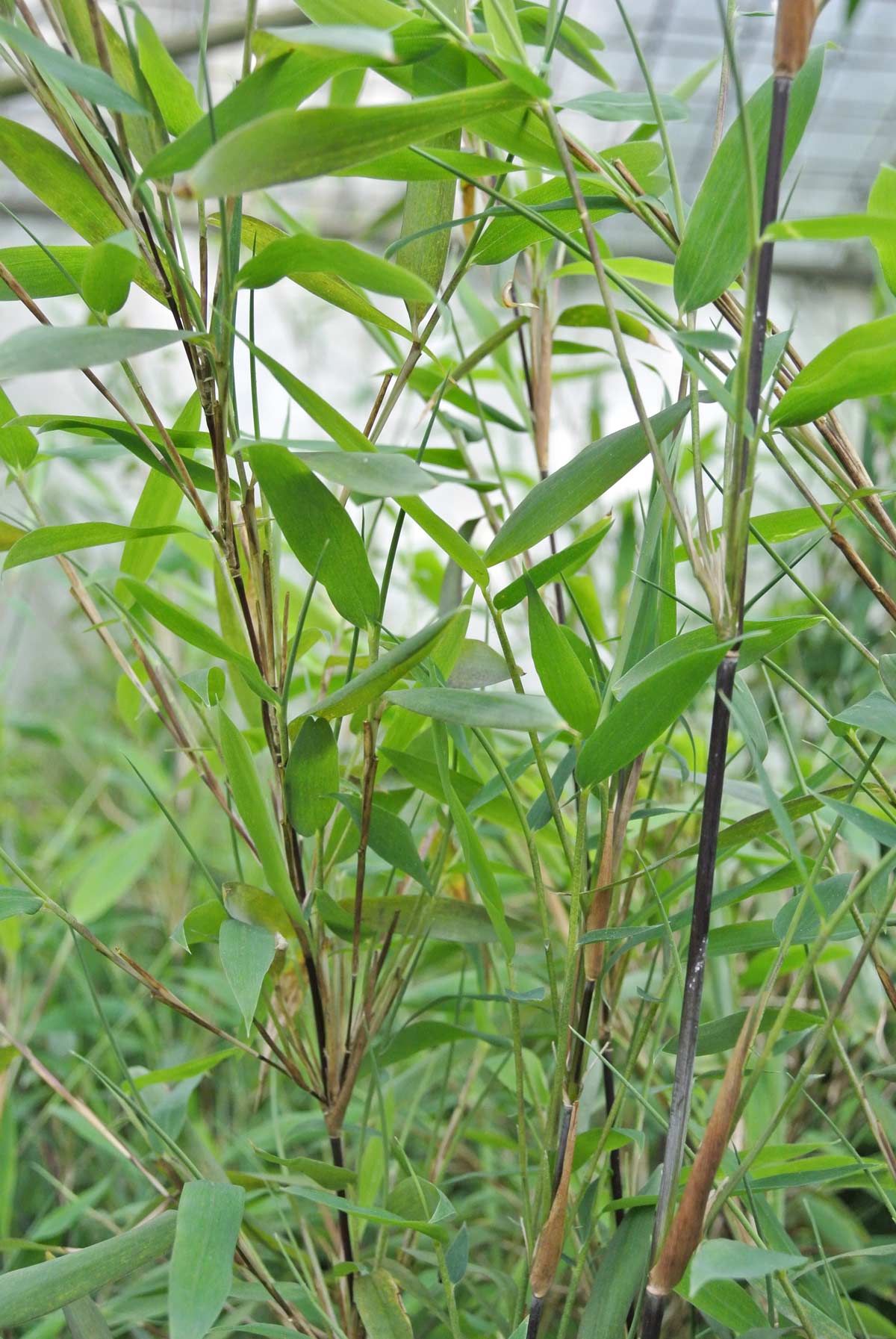 Kugeliger Bambus, Fargesia nitida Volcano