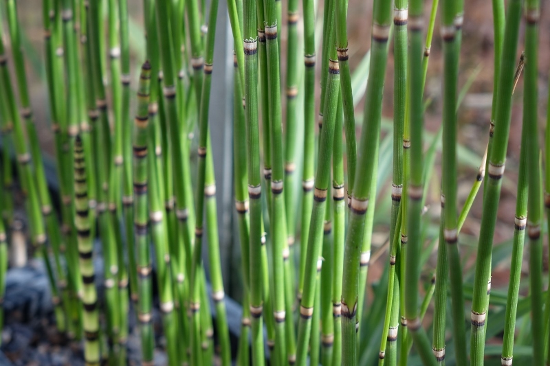 Riesenschachtelhalm, Equisetum hyemale var. robustum